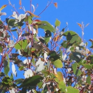 Smicrornis brevirostris at Gordon, ACT - 6 Jul 2023