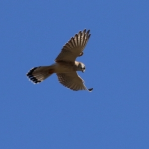 Falco cenchroides at Bonython, ACT - 6 Jul 2023