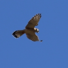 Falco cenchroides (Nankeen Kestrel) at Pine Island to Point Hut - 6 Jul 2023 by RodDeb