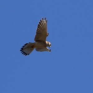 Falco cenchroides at Bonython, ACT - 6 Jul 2023 12:46 PM