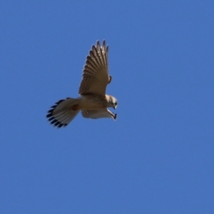 Falco cenchroides at Bonython, ACT - 6 Jul 2023