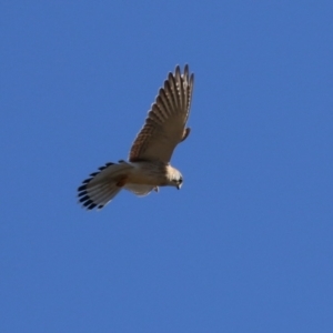 Falco cenchroides at Bonython, ACT - 6 Jul 2023 12:46 PM