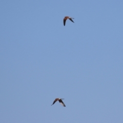 Falco cenchroides at Bonython, ACT - 6 Jul 2023 12:46 PM