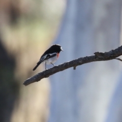 Petroica boodang (Scarlet Robin) at Pine Island to Point Hut - 6 Jul 2023 by RodDeb