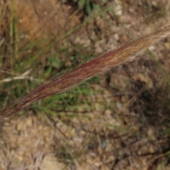 Dichelachne crinita (Long-hair Plume Grass) at Top Hut TSR - 14 Mar 2022 by AndyRoo