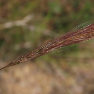 Dichelachne crinita at Dry Plain, NSW - 14 Mar 2022