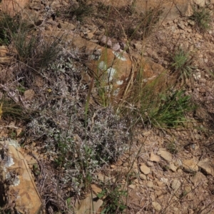 Dichelachne crinita at Dry Plain, NSW - 14 Mar 2022