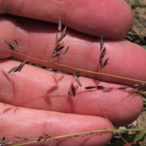 Eragrostis brownii at Dry Plain, NSW - 14 Mar 2022 12:41 PM