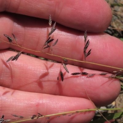 Eragrostis brownii (Common Love Grass) at Dry Plain, NSW - 14 Mar 2022 by AndyRoo