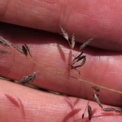 Eragrostis brownii at Dry Plain, NSW - 14 Mar 2022 12:41 PM