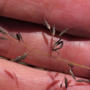 Eragrostis brownii at Dry Plain, NSW - 14 Mar 2022