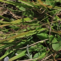 Eragrostis brownii at Dry Plain, NSW - 14 Mar 2022