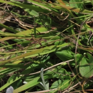 Eragrostis brownii at Dry Plain, NSW - 14 Mar 2022