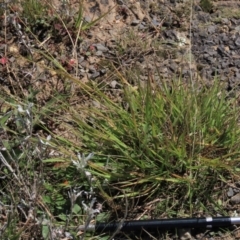 Eragrostis brownii at Dry Plain, NSW - 14 Mar 2022