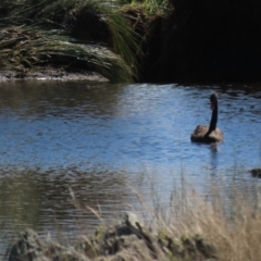 Cygnus atratus (Black Swan) at Top Hut TSR - 14 Mar 2022 by AndyRoo