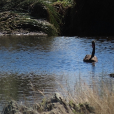 Cygnus atratus (Black Swan) at Top Hut TSR - 14 Mar 2022 by AndyRoo