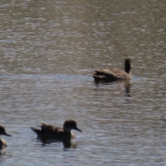 Anas gracilis (Grey Teal) at Top Hut TSR - 14 Mar 2022 by AndyRoo