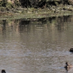 Anas superciliosa (Pacific Black Duck) at Top Hut TSR - 14 Mar 2022 by AndyRoo