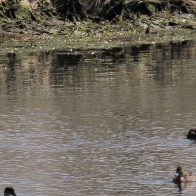 Anas superciliosa (Pacific Black Duck) at Top Hut TSR - 14 Mar 2022 by AndyRoo