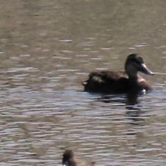 Anas superciliosa at Dry Plain, NSW - 14 Mar 2022