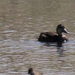 Anas superciliosa at Dry Plain, NSW - 14 Mar 2022