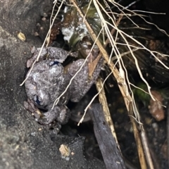 Litoria peronii (Peron's Tree Frog, Emerald Spotted Tree Frog) at Farrer Ridge - 4 Jul 2023 by Shazw
