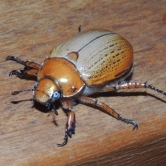 Anoplognathus brunnipennis (Green-tailed Christmas beetle) at Pollinator-friendly garden Conder - 23 Dec 2022 by michaelb