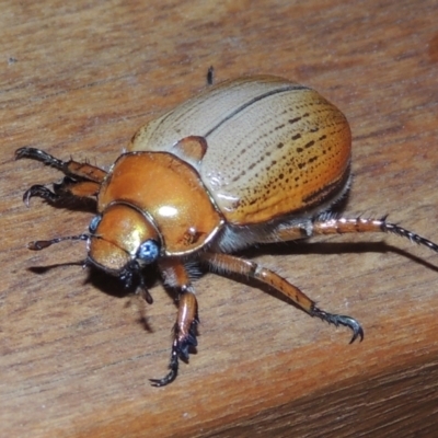 Anoplognathus brunnipennis (Green-tailed Christmas beetle) at Pollinator-friendly garden Conder - 23 Dec 2022 by michaelb