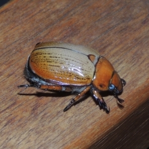 Anoplognathus brunnipennis at Pollinator-friendly garden Conder - 23 Dec 2022