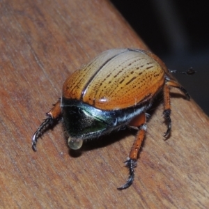 Anoplognathus brunnipennis at Pollinator-friendly garden Conder - 23 Dec 2022