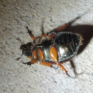 Anoplognathus brunnipennis at Pollinator-friendly garden Conder - 23 Dec 2022 09:16 PM