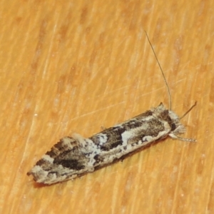 Moerarchis inconcisella at Conder, ACT - 23 Dec 2022 09:23 PM