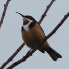 Acanthorhynchus tenuirostris (Eastern Spinebill) at Conder, ACT - 7 Jul 2023 by michaelb