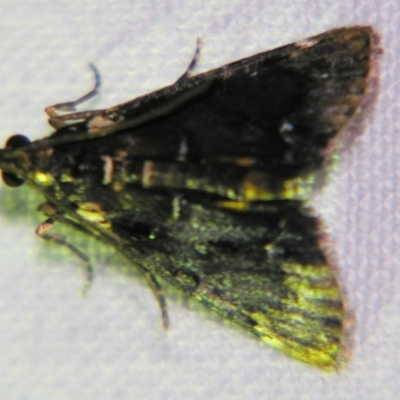 Axiocrita cataphanes (A Pyralid moth (Epipas\schiinae subfam.)) at Sheldon, QLD - 2 Apr 2011 by PJH123