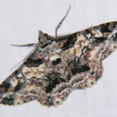 Cleora illustraria (A Geometer moth) at Sheldon, QLD - 2 Apr 2011 by PJH123