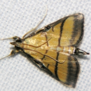 Cnaphalocrocis medinalis at Sheldon, QLD - suppressed