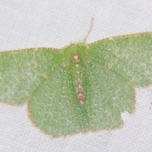 Eucyclodes metaspila at Sheldon, QLD - 2 Apr 2011