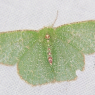 Eucyclodes metaspila (Inscribed Emerald) at Sheldon, QLD - 2 Apr 2011 by PJH123