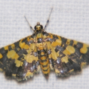 Eurrhyparodes tricoloralis at Sheldon, QLD - suppressed