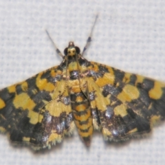 Eurrhyparodes tricoloralis (Spilomelinae) at Sheldon, QLD - 2 Apr 2011 by PJH123