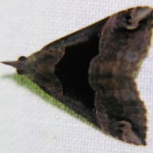 Hypena gonospilalis at suppressed - 2 Apr 2011