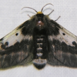 Nataxa flavescens at Sheldon, QLD - suppressed