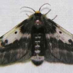 Nataxa flavescens (Nataxa Moth) at Sheldon, QLD - 2 Apr 2011 by PJH123