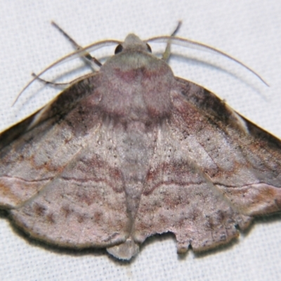 Oenochroma turneri (Turners Wine Moth) at Sheldon, QLD - 2 Apr 2011 by PJH123