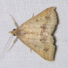 Unidentified Noctuoid moth (except Arctiinae) at Sheldon, QLD - 1 Apr 2011 by PJH123