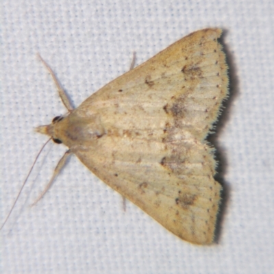 Ericeia (genus) at Sheldon, QLD - 1 Apr 2011 by PJH123