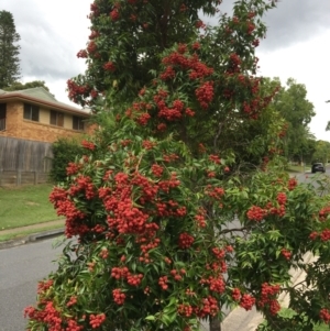 Syzygium luehmannii at The Gap, QLD - 13 Dec 2022