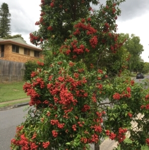 Syzygium luehmannii at The Gap, QLD - 13 Dec 2022