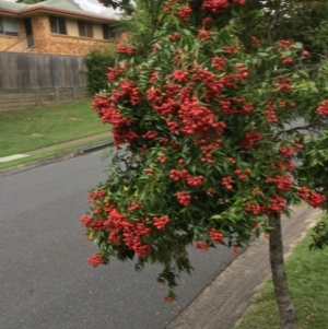 Syzygium luehmannii at The Gap, QLD - 13 Dec 2022