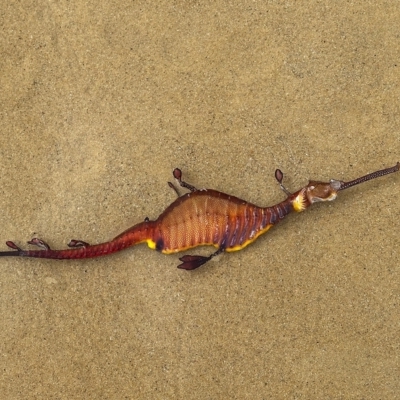 Phyllopteryx taeniolatus (Weedy Seadragon) at Moruya Heads, NSW - 2 Jun 2023 by alan_down_under